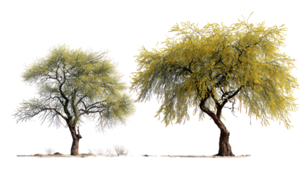  Parkinsonia aculeata street trees on white background