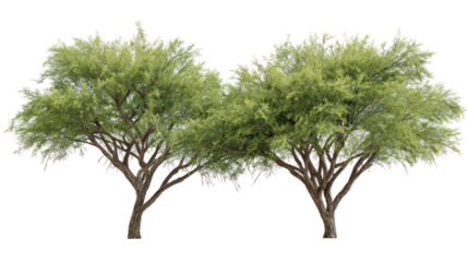  Parkinsonia aculeata street trees on white background