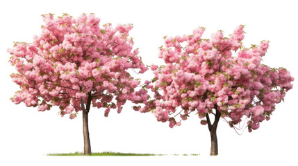  Prunus persica and Prunus avium blossoming frontal view on white background