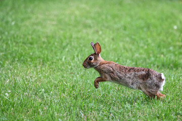 Cottontail, bunnies, playfully running in a grassy field. 