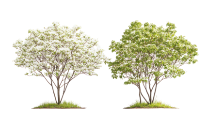  Swida walteri (Cornus walteri) Walters dogwood frontal view on white background