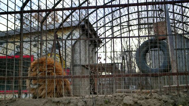 lion in zoo