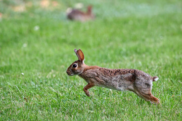 Cottontail, bunnies, playfully running in a grassy field. 