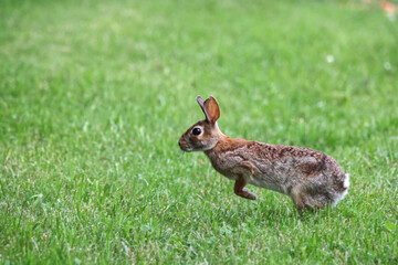 Cottontail, bunnies, playfully running in a grassy field. 