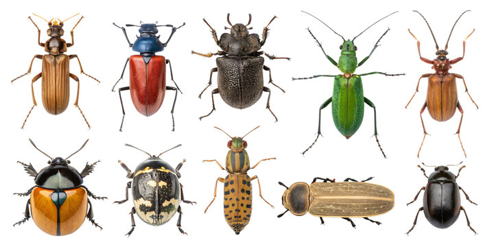 Assorted beetles, bugs and insects collection, flat lay, isolated PNG transparent background