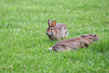 Cottontail, bunnies, playfully running in a grassy field. 