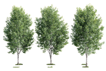  Set of Populus canadensis trees on transparent background
