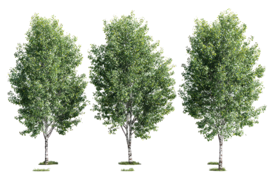 Set of Populus canadensis trees on transparent background