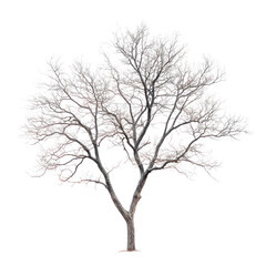  Alnus rubra tree on transparent background