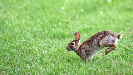 Cottontail, bunnies, playfully running in a grassy field. 