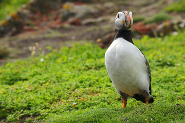 Curious Atlantic Puffin on Coastal Meadow, Saltee Island, Ireland – Summer Breeding Season Wildlife Bird