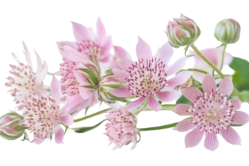  Astrantia major trees on transparent background