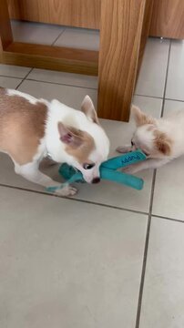 dog 
Quem &eacute; mais forte