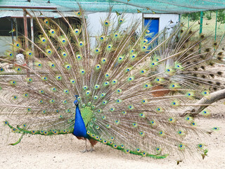 male peacocks display their vibrant feathers to attract a female peahen inside an enclosed, sandy...
