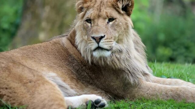 lion and lioness