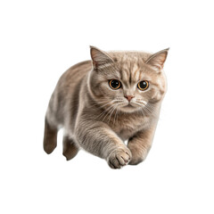 Obraz premium Fast Running Cat in Motion Pose Isolated on White Background