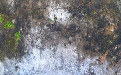 Close-up of a mold-covered wall showing texture and decay. Weathered concrete wall with moss and stains. Grunge background