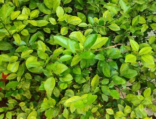 green leaves background