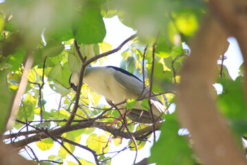 Black-crowned Night Heron Nest Building in Hong Kong