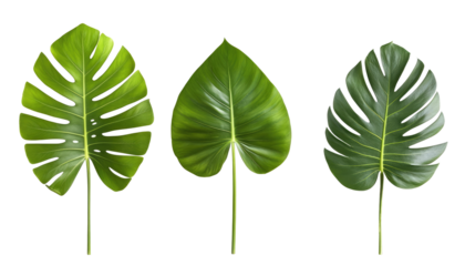 A collection of three vibrant green leaves showcasing different shapes and textures, ideal for design or botanical themes.