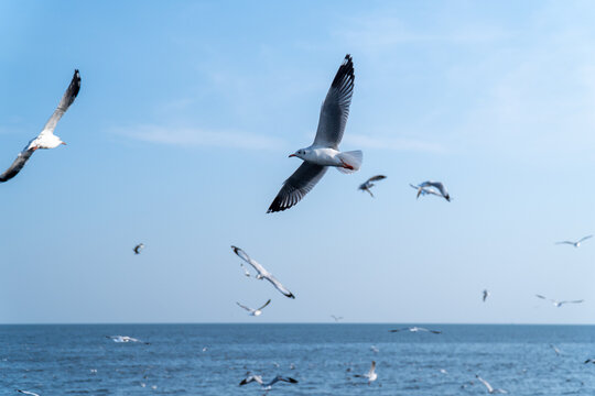 Seagull Flock Soaring Above Open Ocean