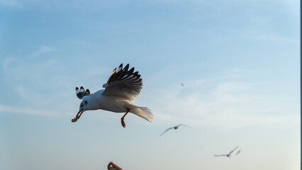 Seagulls fly to grab food from hands as the sun sets.