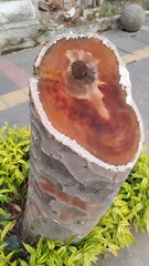 tree bark in the sidewalk