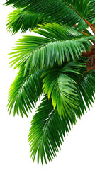 Palm Leaf Serenity: Lush, green palm leaves exude a sense of tranquility, their intricate fronds gently illuminated in a vibrant display of nature's artistry.