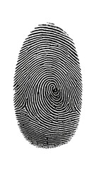 Fingerprint Pattern: A detailed close-up of a human fingerprint, showcasing intricate ridges and patterns, symbolizing identity, security, and individuality.