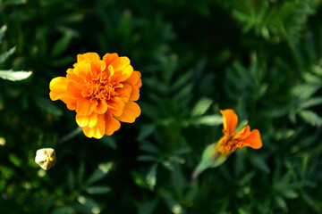 マリーゴールドの花