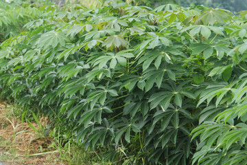 Manihot esculenta or cassava, a cassava plant that grows well on agricultural land in Indonesia