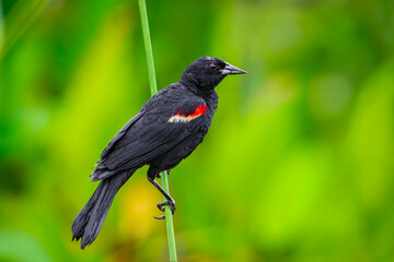 Red-winged blackbird on reed