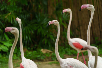Greater Flamingo (Phoenicopterus roseus) on pond