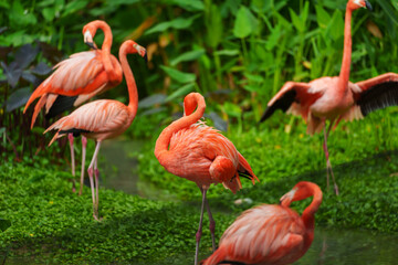 American Flamingos ( Phoenicopterus ruber ruber)