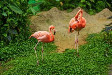 American Flamingos ( Phoenicopterus ruber ruber)