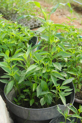 Capsicum annuum or curly red chili plant cultivation, cultivating curly chili plants before being transferred to the chili plant growth area