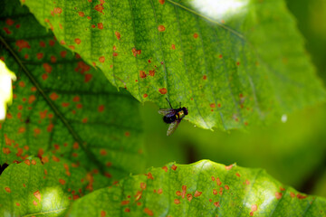 fly on leaf