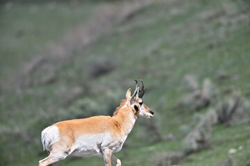 Pronghorn from Yellowstone, Lamar Valley