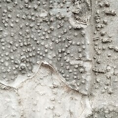 surface of tree bark