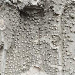 surface of tree bark