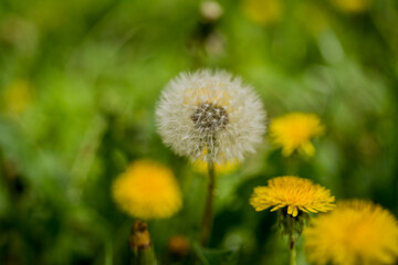 Dandelion seed heads. Nature background. White Dandelion flower close up. Nature background. Fluffy...