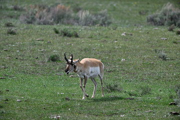 Pronghorn from Yellowstone, Lamar Valley