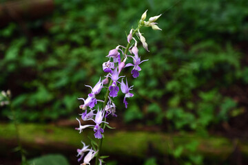 ナツエビネの花