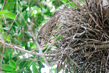 Juvenile Night Heron in Nest in Hong Kong