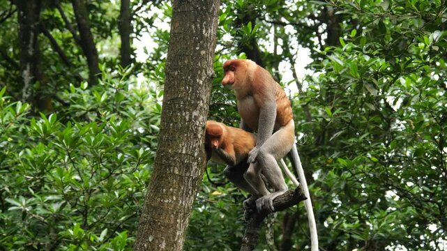 Pair Proboscis Monkeys mating in natural habitat 