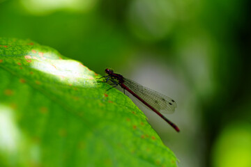 dragonfly on a leaf