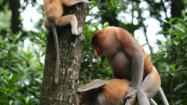 Pair Proboscis Monkeys mating in natural habitat 