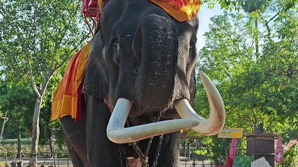 Thai elephants in Ayutthaya