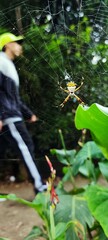 Araña en su telaraña,  paisaje urbano con persona caminando de fondo