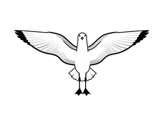 Fototapeta premium White Seagull Flying with Spread Wings Isolated